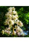 Bach virágterápia-Fehér vadgesztenye 35. White Chestnut Bach virágesszencia Bach virágterápia-Fehér vadgesztenye 35. White Chestnut Bach virágesszencia