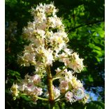 Bach virágterápia - Fehér vadgesztenye 35. White Chestnut Bach virágesszencia 