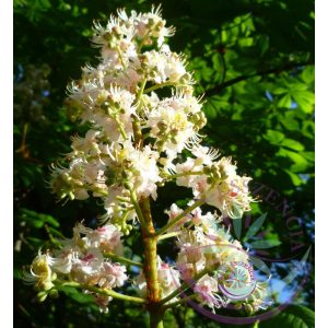 Bach virágterápia - Fehér vadgesztenye 35. White Chestnut Bach virágesszencia Bach virágterápia - Fehér vadgesztenye 35. White Chestnut Bach virágesszencia