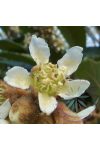 Japán naspolya ( Loquat ) Éden virágesszencia Japán naspolya ( Loquat ) Éden virágesszencia