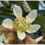 Japán naspolya ( Loquat ) Éden virágesszencia 