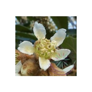 Japán naspolya ( Loquat ) Éden virágesszencia Japán naspolya ( Loquat ) Éden virágesszencia