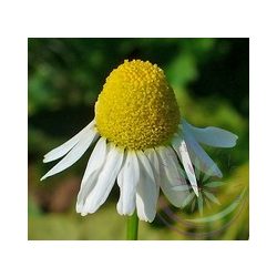 Kamilla ( Chamomille German ) Éden virágesszencia 
