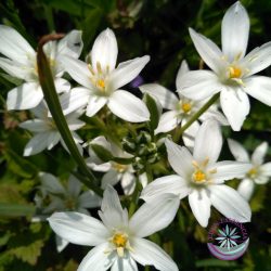   Bach virágterápia-Ernyős madártej 29. Star of Bethlehem Bach virágesszencia 
