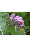 Fekete nadálytő ( Comfrey) Éden virágesszencia Fekete nadálytő ( Comfrey) Éden virágesszencia