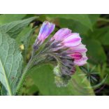 Fekete nadálytő ( Comfrey) Éden virágesszencia 