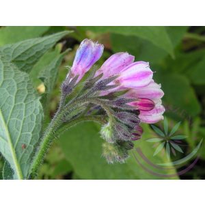 Fekete nadálytő ( Comfrey) Éden virágesszencia Fekete nadálytő ( Comfrey) Éden virágesszencia