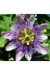 Golgotavirág ( Passion flower ) Éden virágesszencia Golgotavirág ( Passion flower ) Éden virágesszencia