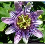 Golgotavirág ( Passion flower ) Éden virágesszencia 