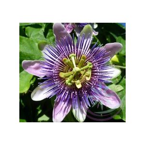 Golgotavirág ( Passion flower ) Éden virágesszencia 