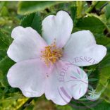 Bach virágterápia-Vadrózsa (37.Wild rose) Bach virágesszencia
