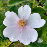 Bach virágterápia-Vadrózsa (37.Wild rose) Bach virágesszencia
