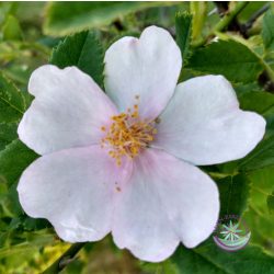   Bach virágterápia-Vadrózsa (37.Wild rose) Bach virágesszencia