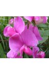 Nagyvirágú lednek ( Sweet pea) Éden virágesszencia Nagyvirágú lednek ( Sweet pea) Éden virágesszencia