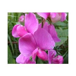 Nagyvirágú lednek ( Sweet pea) Éden virágesszencia 