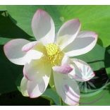 Indiai Lótusz (Lotus ) Éden virágesszencia 