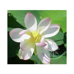 Indiai Lótusz (Lotus ) Éden virágesszencia 