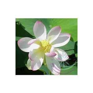 Indiai Lótusz (Lotus ) Éden virágesszencia 