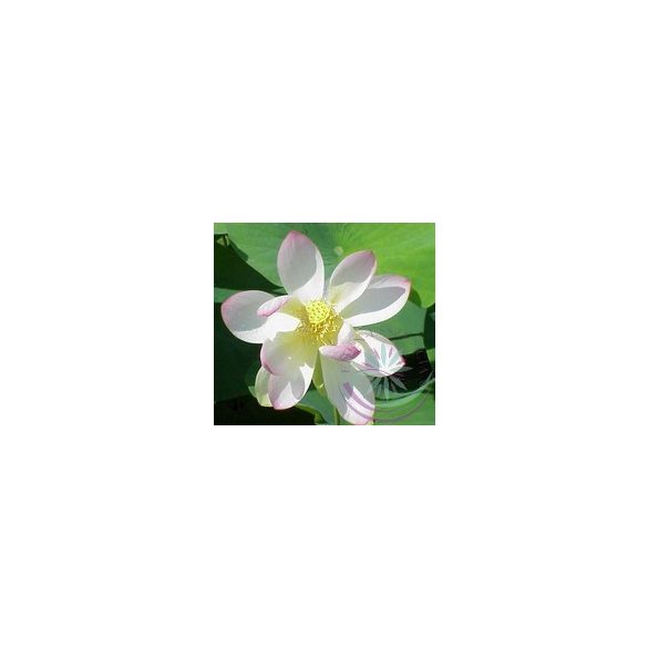 Indiai Lótusz (Lotus ) Éden virágesszencia 