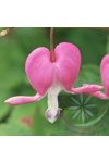 Szívvirág ( Bleeding heart ) Éden virágesszencia Szívvirág ( Bleeding heart ) Éden virágesszencia