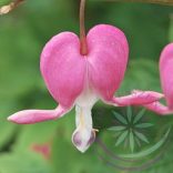 Szívvirág ( Bleeding heart ) Éden virágesszencia 