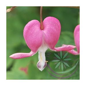 Szívvirág ( Bleeding heart ) Éden virágesszencia Szívvirág ( Bleeding heart ) Éden virágesszencia