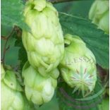 Komló ( Hops ) Éden virágesszencia 