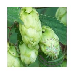 Komló ( Hops ) Éden virágesszencia 