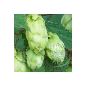 Komló ( Hops ) Éden virágesszencia Komló ( Hops ) Éden virágesszencia