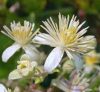 Bach virágterápia -Iszalag(9. clematis ) Bach virágeszencia Bach virágterápia -Iszalag(9. clematis ) Bach virágeszencia
