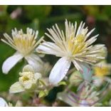 Bach virágterápia -Iszalag(9. Clematis ) Bach virágeszencia 