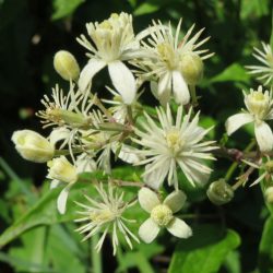   Bach virágterápia -Iszalag(9. Clematis ) Bach virágeszencia 