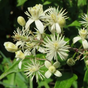 Bach virágterápia -Iszalag(9. Clematis ) Bach virágeszencia 
