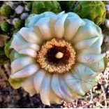 Óriás kaktusz (Saguaro ) Éden virágesszencia 
