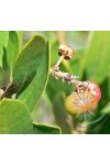 Manzanita Éden virágesszencia Manzanita Éden virágesszencia