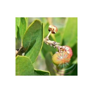 Manzanita Éden virágesszencia Manzanita Éden virágesszencia