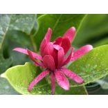 Füszercserje ( Spice bush ) Éden virágesszencia 