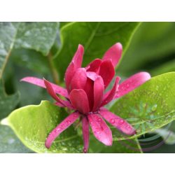Füszercserje ( Spice bush ) Éden virágesszencia 