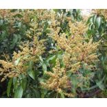 Mangó Éden virágesszencia 