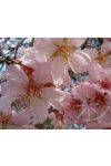 Mandulafa ( Almond) Éden virágesszencia Mandulafa ( Almond) Éden virágesszencia