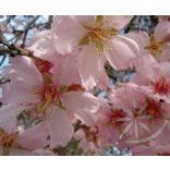 Mandulafa ( Almond) Éden virágesszencia 