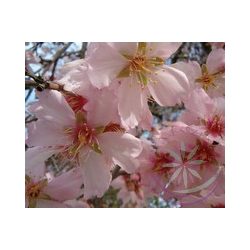 Mandulafa ( Almond) Éden virágesszencia 