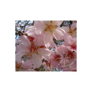 Mandulafa ( Almond) Éden virágesszencia Mandulafa ( Almond) Éden virágesszencia