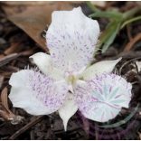 Star tulip Éden virágesszencia 