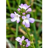 Bach virágterápia-Vasfű 31. Vervain virágesszencia 