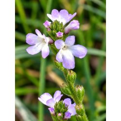 Bach virágterápia-Vasfű 31. Vervain virágesszencia 