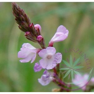 Bach virágterápia-Vasfű 31. Vervain Bach virágesszencia Bach virágterápia-Vasfű 31. Vervain Bach virágesszencia