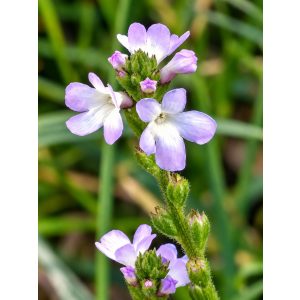 Bach virágterápia-Vasfű 31. Vervain virágesszencia 