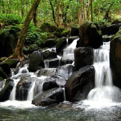   Bach virágterápia - Forrásvíz  27. Rock water Bach esszencia 