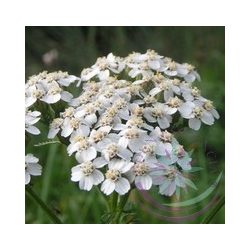 Cickafark (Yarrow) Éden virágesszencia 